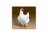 Veterinary support and establishing technology of broiler growing