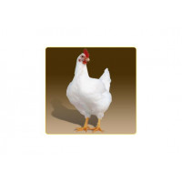 Veterinary support and establishing technology of broiler growing